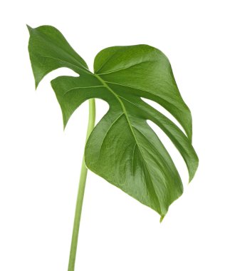 Beyaz arka plan üzerinde yeşil monstera tropikal yaprak