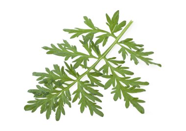 Beyaz bir arka plan üzerinde tıbbi pelin fışkın. Sagebrush spr
