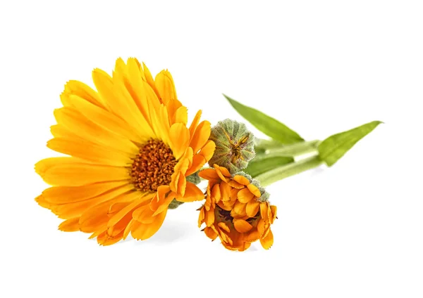 Calendula - Marigold flowers with leaves isolated on a white bac — Stock Photo, Image