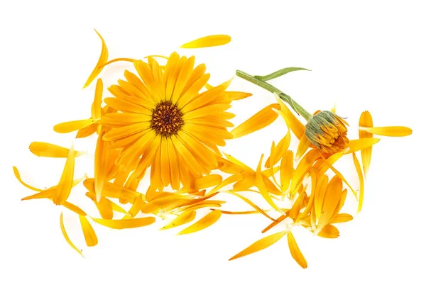 Caléndula flores y pétalos sobre un fondo blanco —  Fotos de Stock