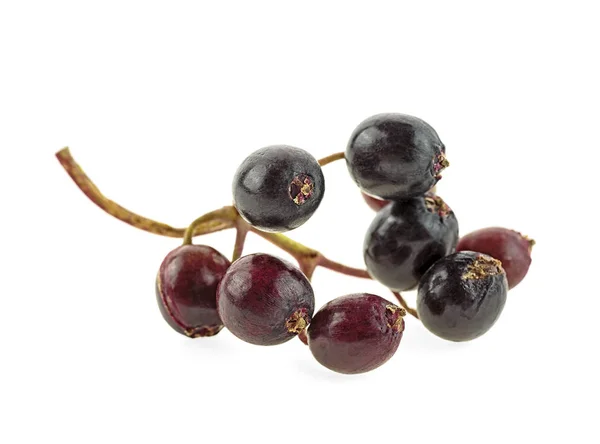 Μαύρο elderberry φρέσκα φρούτα που απομονώνονται σε λευκό φόντο — Φωτογραφία Αρχείου