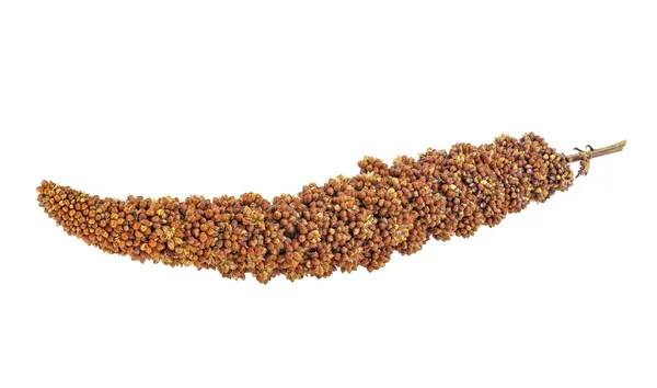 Twig of red millet on a white background — Zdjęcie stockowe