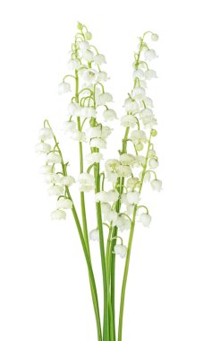 Beyaz backgroun üzerinde vadi çiçekleri güzel kokulu zambak