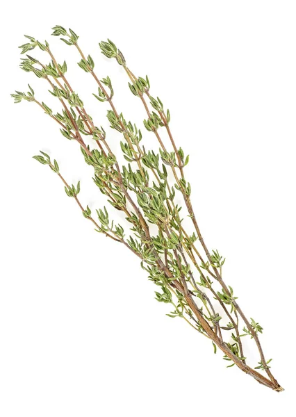 Färsk timjan kvist isolerad på vit bakgrund — Stockfoto