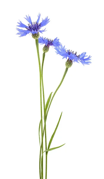 Flores de aciano azul sobre fondo blanco — Foto de Stock