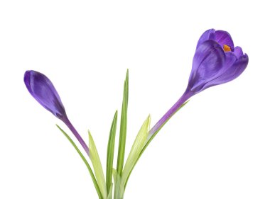 Bahar çiçekleri - Beyaz ba izole yaprakları ile Crocus çiçekler