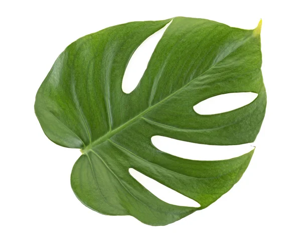 Hoja de selva verde Monstera aislada sobre fondo blanco — Foto de Stock