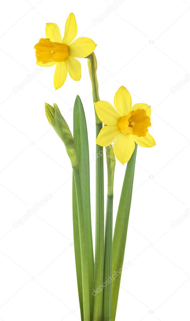 Narcissus flowers with leaves isolated on white background. Spri