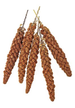 Beyaz zemin üzerine kırmızı darı twigs. Üstten Görünüm.