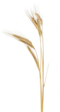 Spike Rye beyaz bir arka plan üzerinde