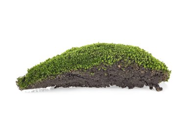 Orman moss beyaz bir arka plan üzerinde