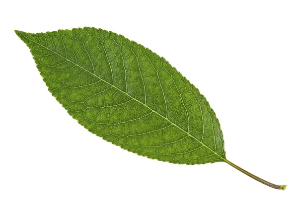 Hoja de cereza aislada sobre fondo blanco — Foto de Stock