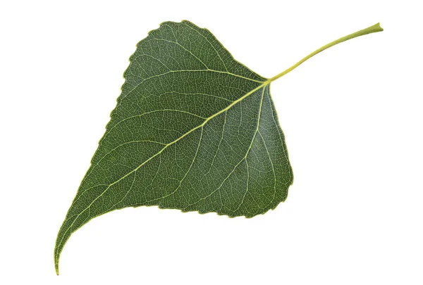 Topola zielony liść na białym tle na białym tle — Zdjęcie stockowe