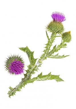 Beyaz arka planda izole thistle çiçek ve tomurcuk, üst görünüm.