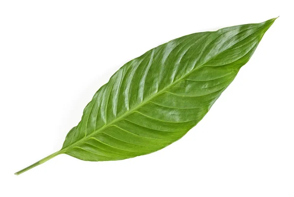 Hoja de planta tropical spathiphyllum aislada sobre fondo blanco — Foto de Stock