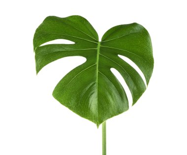 Beyaz zemin üzerine yeşil monstera tropikal yaprak