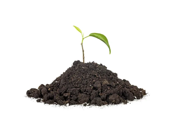 Groene plant geplant op aarde, witte achtergrond. — Stockfoto