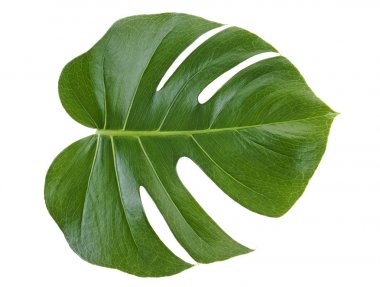 Monstera bitki yaprağı beyaz bir arka plan üzerinde izole. Tropikal havya