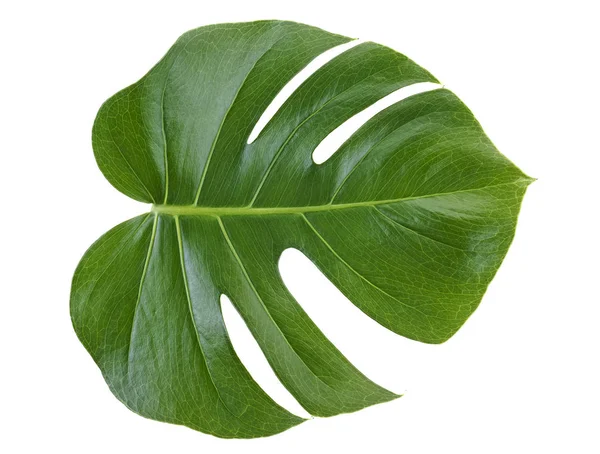 Monstera Pflanzenblatt isoliert auf weißem Hintergrund. Tropischer Vorabend — Stockfoto