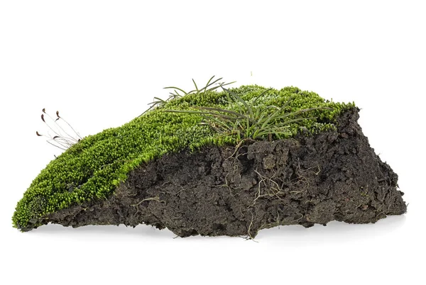 Зеленый мох и кучи грязи изолированы на белом фоне — стоковое фото