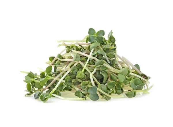 Högen av unga GRO av microgreen isolerade på en vit bakgrunds — Stockfoto