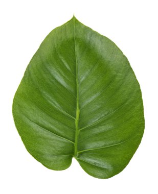 Beyaz bir arka plan üzerinde genç monstera yaprağı