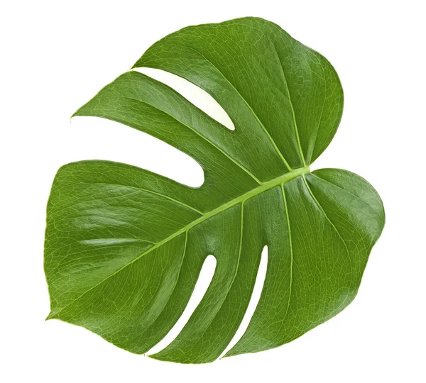 Monstera roślina liść-tropikalne wiecznie zielone wino na białym tle — Zdjęcie stockowe
