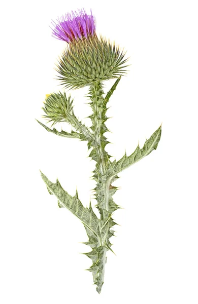 Thistle bloem geïsoleerd op een witte achtergrond, bovenaanzicht. — Stockfoto