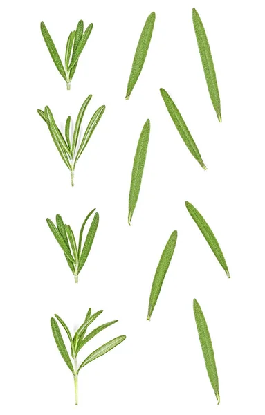 Rosmarino ramoscello e foglie isolate su sfondo bianco, collectio — Foto Stock