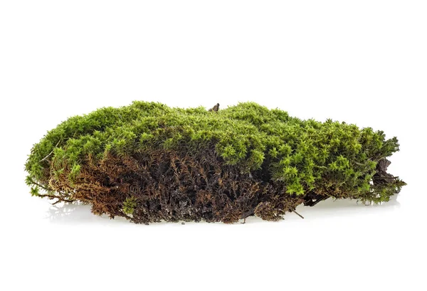 Зеленый мох, выделенный на белом фоне — стоковое фото