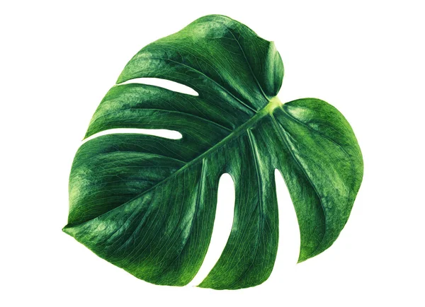 Yeşil monstera tropikal yaprak beyaz arka planda, üstten görünüm.