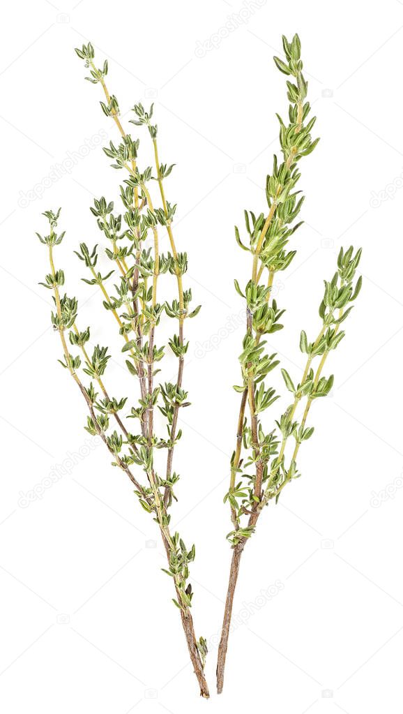 Two sprigs of thyme isolated on a white background