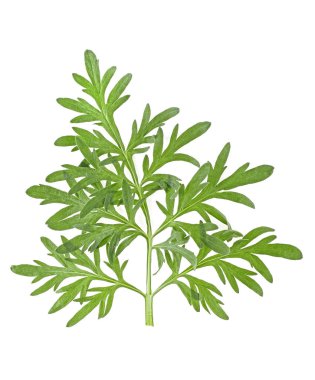 Beyaz bir arka plan üzerinde izole taze pelin dal