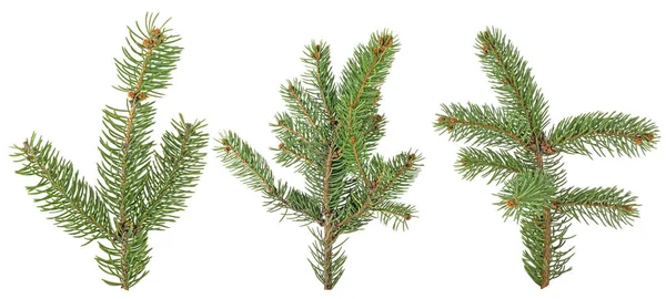 Uppsättning Gran grenar isolerade på en vit bakgrund. Christmas tr — Stockfoto