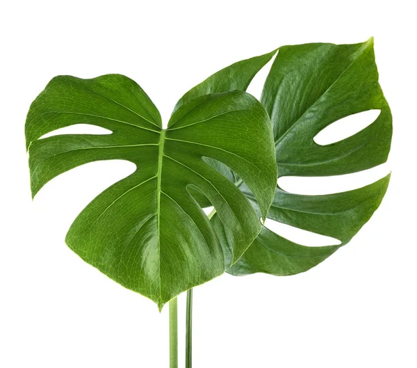 Monstera deliciosa Blätter oder Schweizer Käsepflanze, isoliert auf — Stockfoto