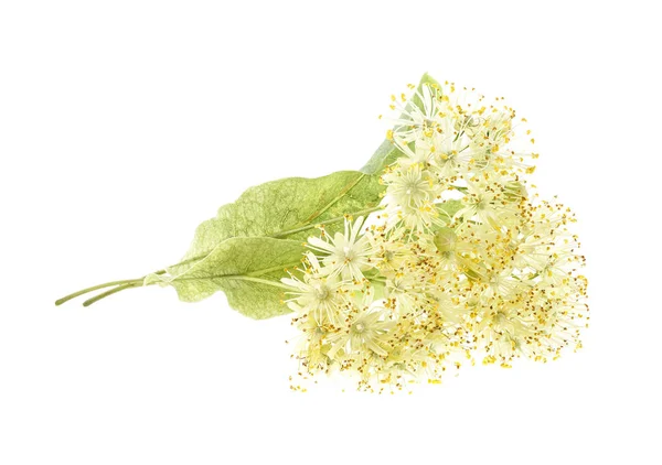 Linden flowers isolated on a white background — Stock Photo, Image