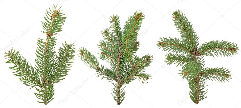Set of fir branches isolated on a white background. Christmas tr