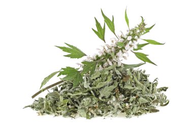 Beyaz arka plan üzerinde Motherwort bitki. Kurutulmuş ve taze yığın 