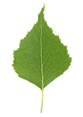 Beyaz bir arka plan üzerinde izole huş ağacının yeşil yaprak, üst vie