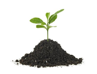 Yeşil Filiz beyaz bir arka plan üzerinde izole büyüyen. Narenciye planı