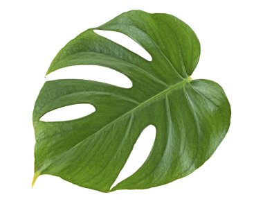 Monstera bitki yaprağı - tropikal dökmeyen asma beyaz izole 