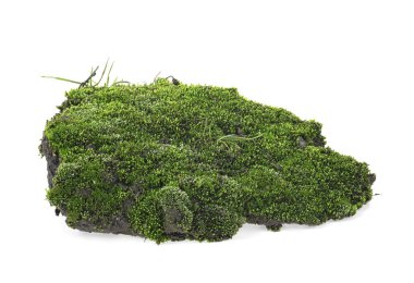 Beyaz bir arka plan üzerinde izole ıslak yeşil yosun