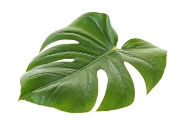 Yaprak beyaz arka plan üzerinde Monstera bitki