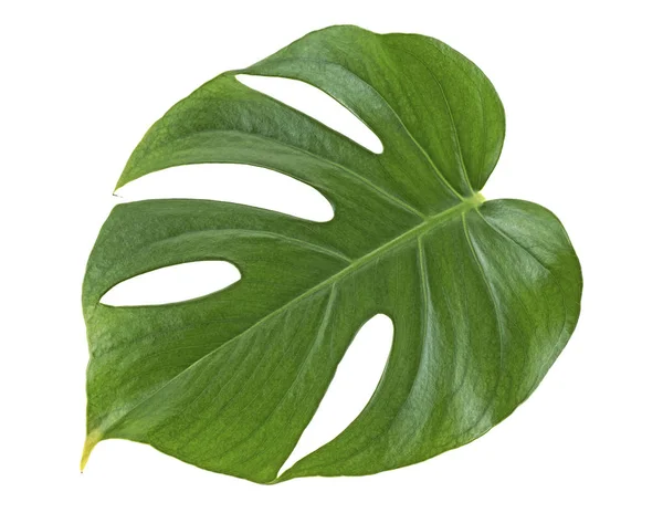 Monstera Pflanze Blatt - tropische immergrüne Rebe isoliert auf weiß — Stockfoto