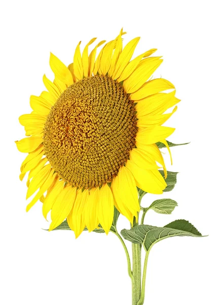 Květ slunečnice izolovaných na bílém pozadí — Stock fotografie