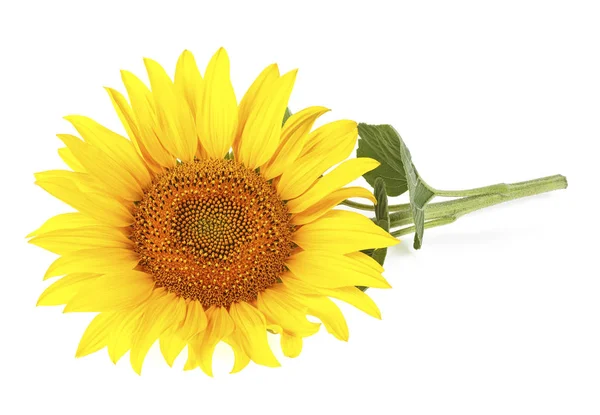 Tournesol avec feuilles isolées sur fond blanc — Photo