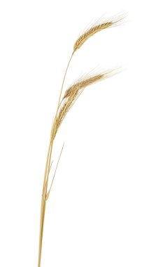 Beyaz bir arka planda izole çavdar üç kulakları