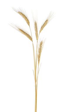 Beyaz bir arka plan üzerinde izole çavdar kulakları