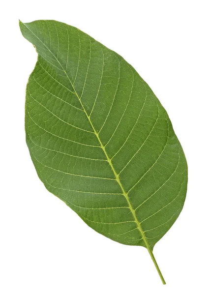 Walnut Leaf geïsoleerd op een witte achtergrond, Top View. — Stockfoto