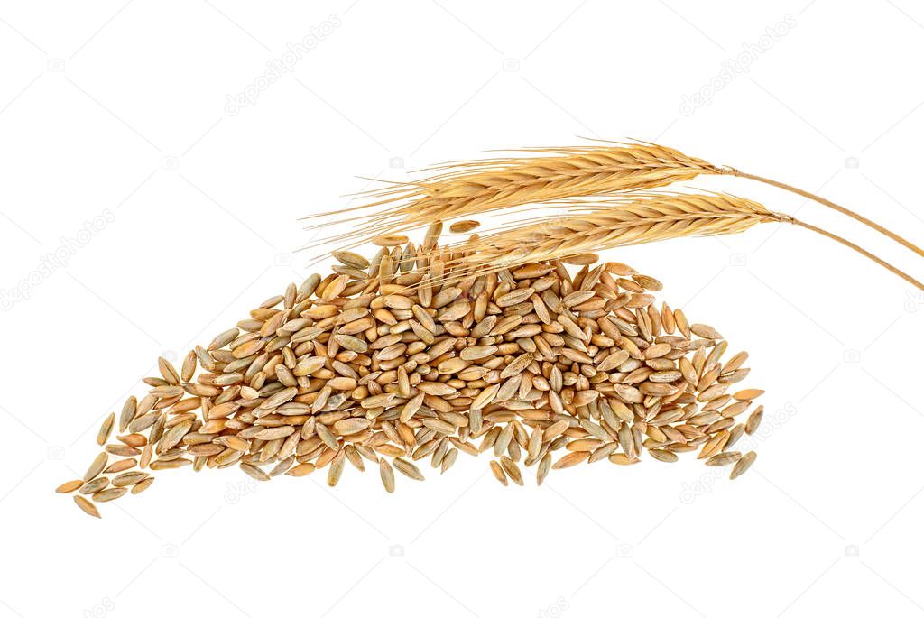 Rye grains and ears on white background, top view.